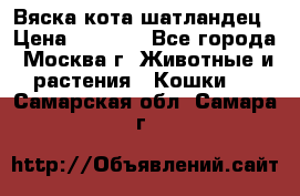 Вяска кота шатландец › Цена ­ 1 000 - Все города, Москва г. Животные и растения » Кошки   . Самарская обл.,Самара г.